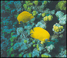 Coral reefs in the Red Sea, a diver's paradise