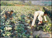 Crop culture, Kibungo (1987)