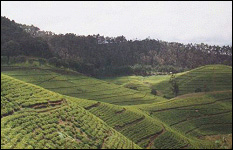 RWANDA TEA, PRIDE OF THE COUNTRY