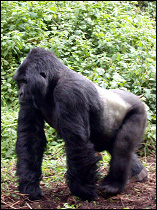 The famous mountain silverback gorilla