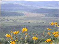 View of Akagera National Park