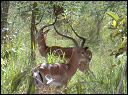 Impalas
