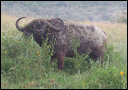 Buffalo