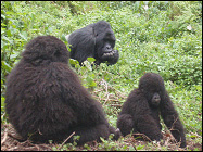 Gorillas in the National Volcanoes Park of the Virungas
