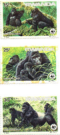 Mountain Gorillas (Mar. 25, 1985)