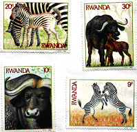 Zebras & Buffalos (Nov. 26, 1984)
