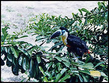 Fauna in Bolivar State